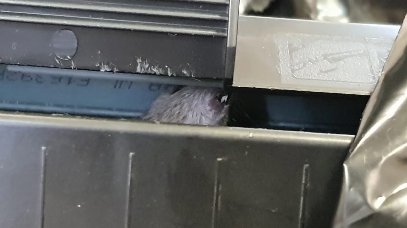 Мышь в картридже принтера